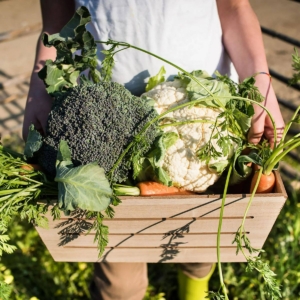 Ihminen kantaa kasvimaalla puulaatikkoa, jossa on kukkakaali, parsakaali ja porkkanoita.